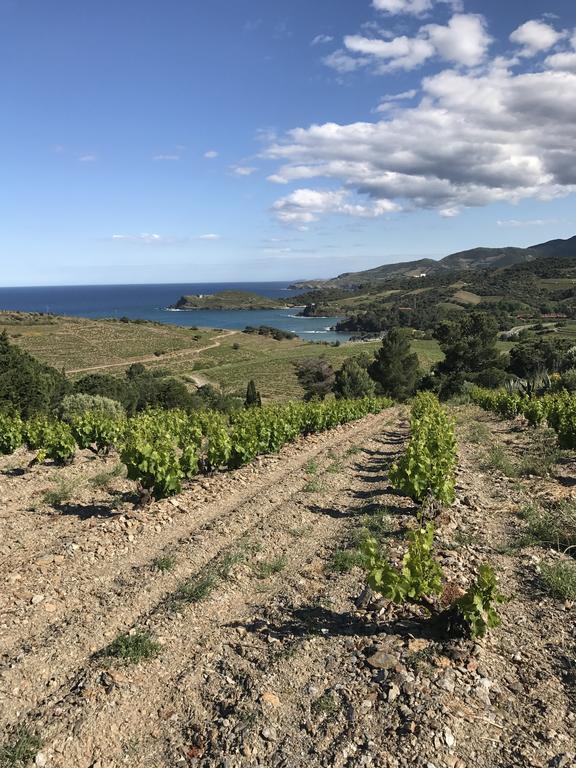 Villa Bougainvilliers Banyuls-sur-Mer Kültér fotó